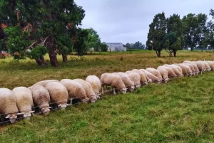 Impulsan la cría intensiva de ovinos como oportunidad productiva
