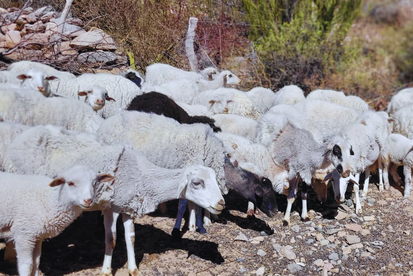 Promueven la producción de ovinos en el NOA