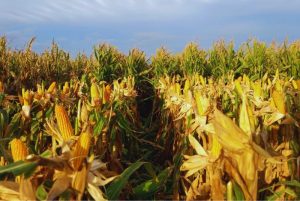 En el sur bonaerense se afianza el maíz tardío