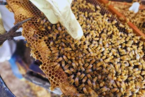 Evalúan parámetros productivos en abejas reinas adaptadas regionalmente