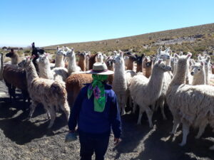 Red Puna, la primera planta de chacinados y embutidos de carne de llama gestionada por comunidades Kollas