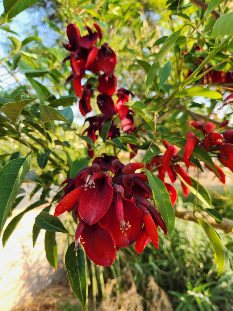 Día de la Flor Nacional del Ceibo