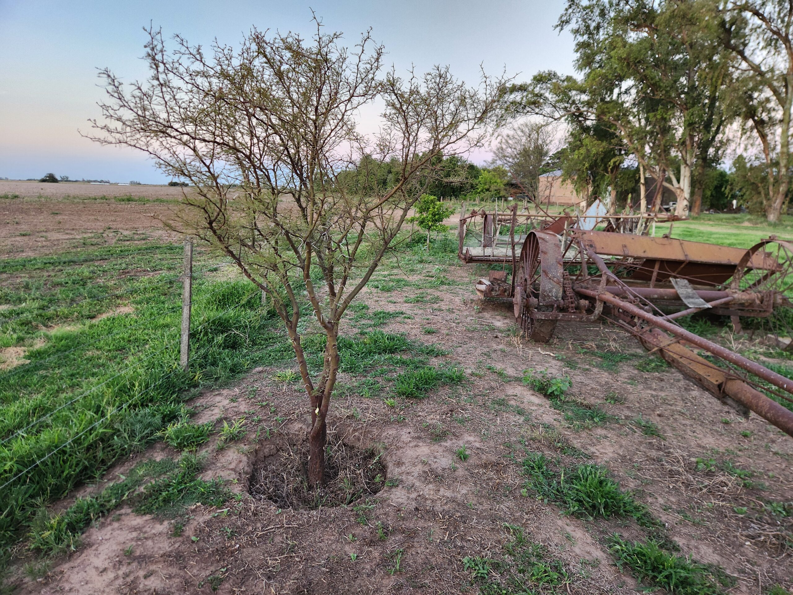 Llevar un árbol a la tierra, las claves para hacerlo bien