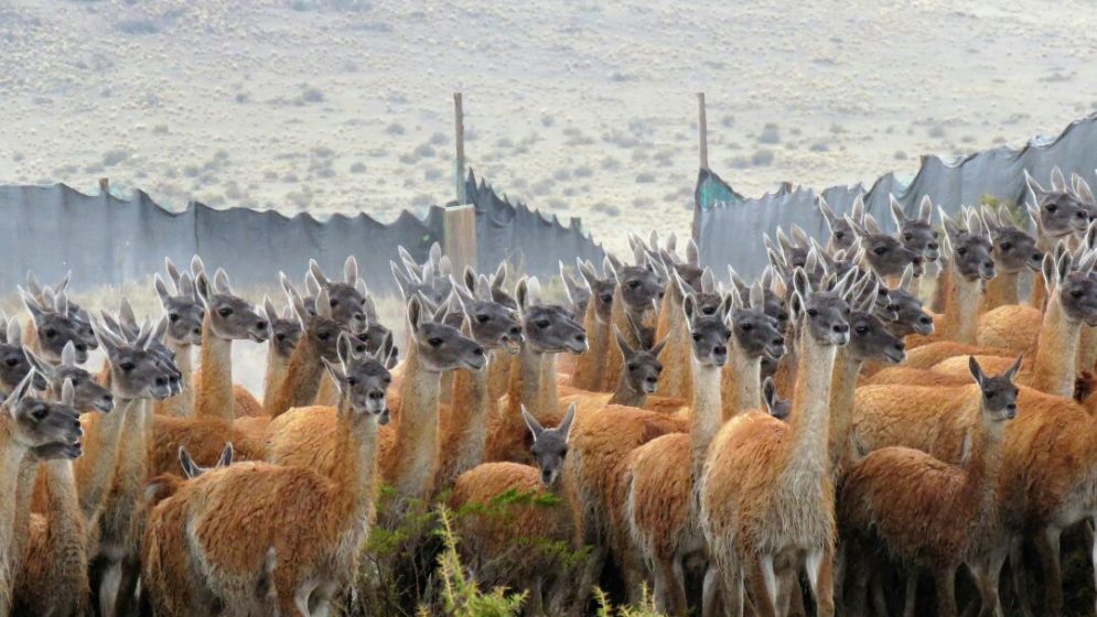 Lana de guanaco, cómo un problema puede convertirse en una solución sustentable