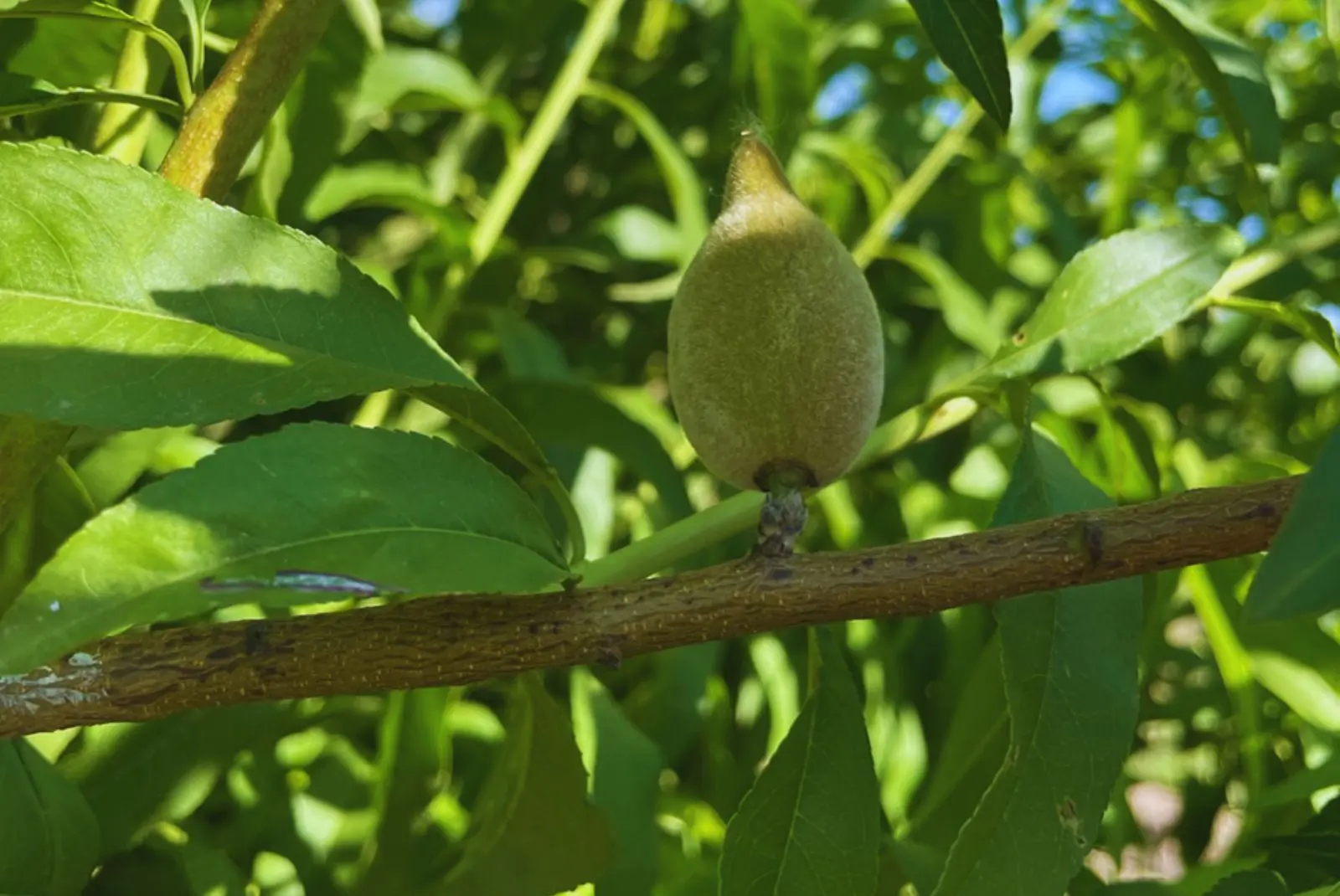 Los requerimientos de temperatura en almendros