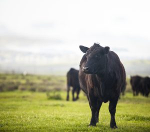 Banco Nación fortalece su compromiso con la Ganadería en la Semana Angus de Primavera