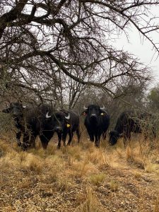 “La Angelina”, un proyecto de amigos que congenian la revalorización de los montes nativos con la cría de búfalos