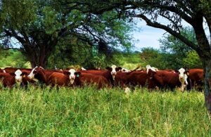 Llega Expo Braford Avanza a la Capital Nacional de los Agronegocios