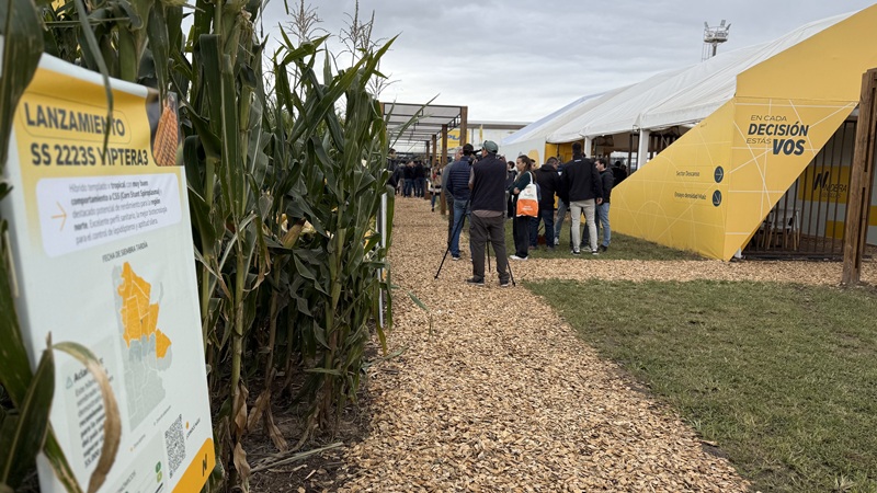 El semillero oficial de Expoagro lanzó dos nuevos híbridos al mercado