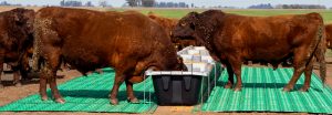 Feed-Plast y su compromiso con el corazón de la ganadería argentina