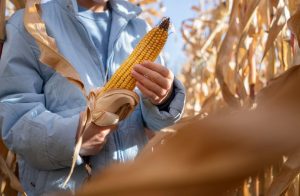 Semillas híbridas: La clave de los rendimientos en la agricultura moderna