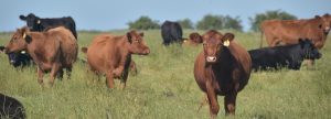 Agricultura acompaña la Nacional Angus de Primavera