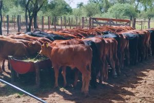 Estrategias de manejo ganadero bovino ante la sequía