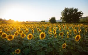 Girasol en la zona Núcleo: ¿llegó para quedarse?