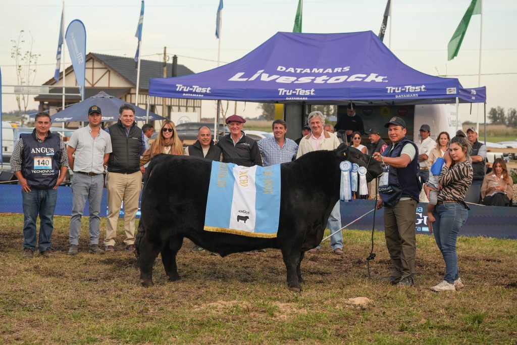 Gran Campeón Macho - La Alianza