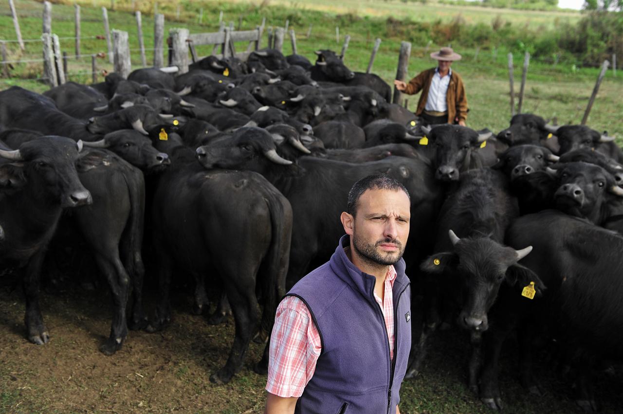 Carne de búfalo, una alternativa productiva para conservar los humedales