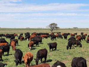 Grassfed Argentina Regenerando Suelos, la Asociación que promueve el pastoreo racional para una producción de carne sostenible