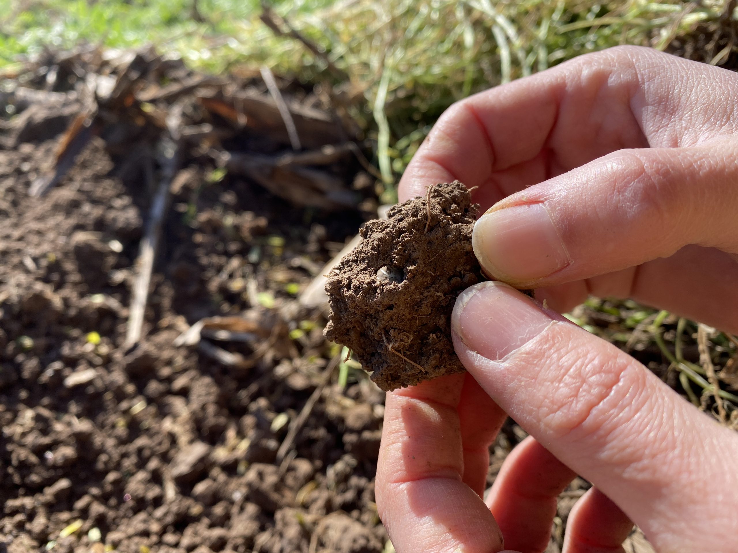 Salud del suelo: la agricultura argentina necesita generar un 11% más de biomasa para incrementar el Carbono Orgánico del Suelo