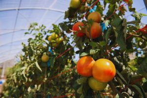 Instalan invernaderos para la producción de verduras bajo cubierta