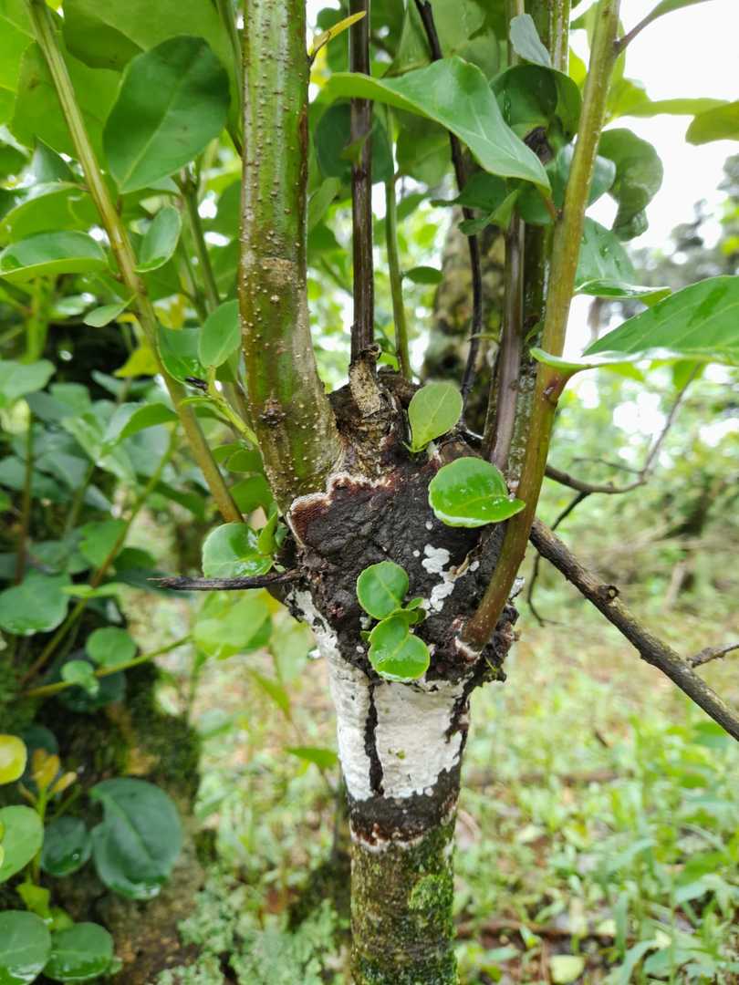 Prevención, la medida más importante para evitar Agalla en plantas de yerba mate