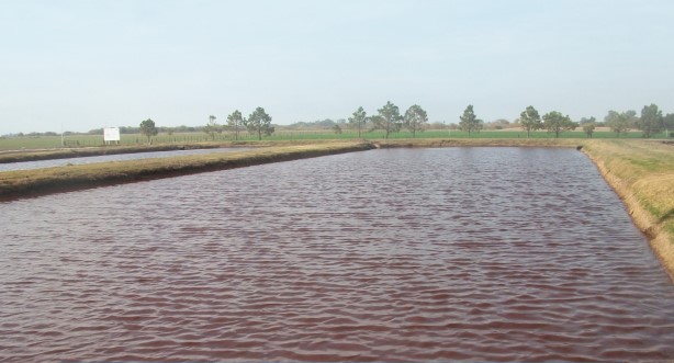 Laguna para tratar efluentes en feedlot