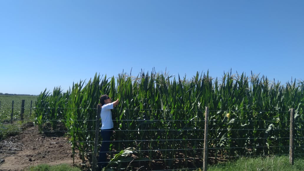 Control y prevención: la batalla del INTA contra la chicharrita en los campos de maíz