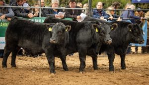 480 reproductores participarán de la Expo Angus de Primavera