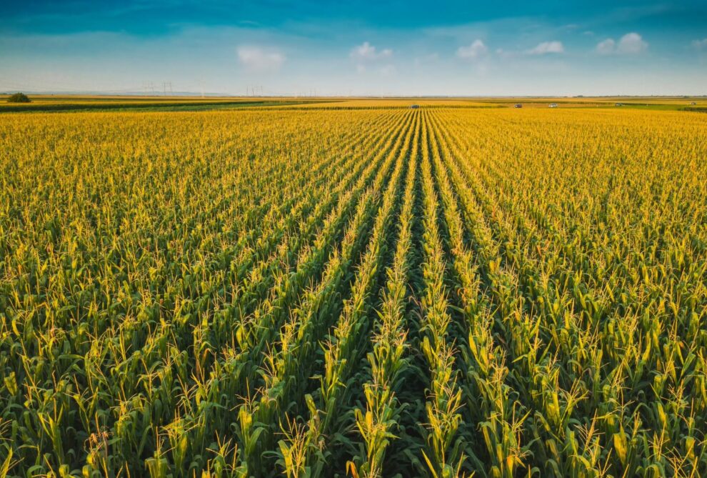 Efecto sequía y ola de calor: se estiman 47,5 Mt para soja y 46 Mt para maíz