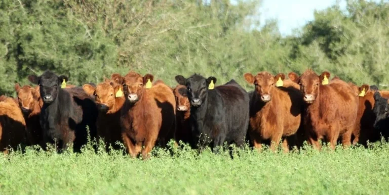 Mercado de invernada: Buenos valores para el ternero frente a una zafra