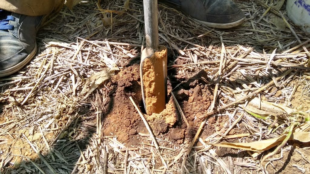 El muestreo de suelos sigue siendo materia pendiente en los campos argentinos como herramienta para diagnosticar salud de suelos.