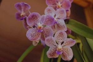 Biotecnología aplicada a la producción de orquídeas