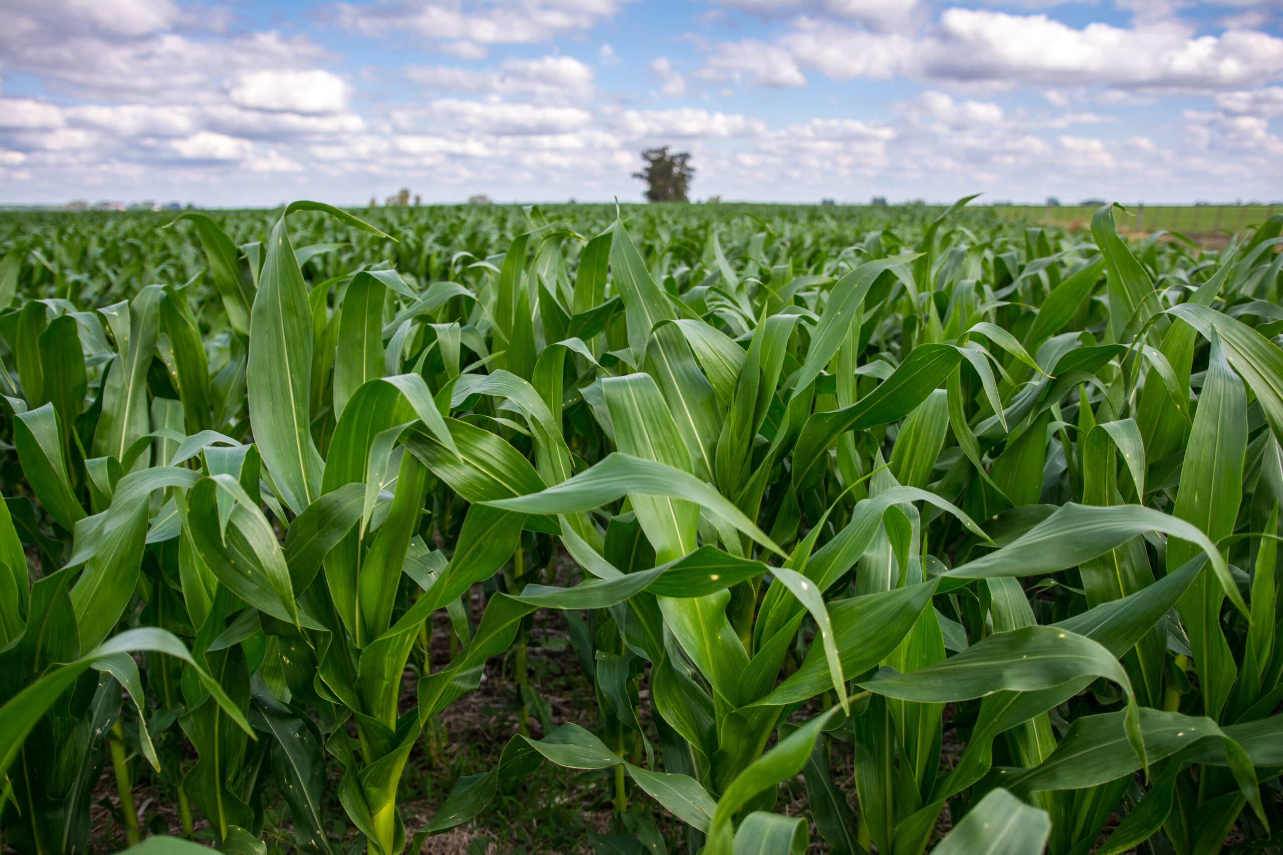 Las lluvias trajeron alivio al campo que ve crecer en inmejorables condiciones los cultivos