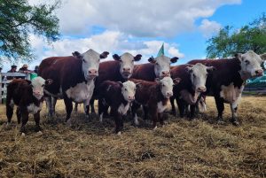 Pruebas pastoriles: el camino hacia una carne de mayor calidad