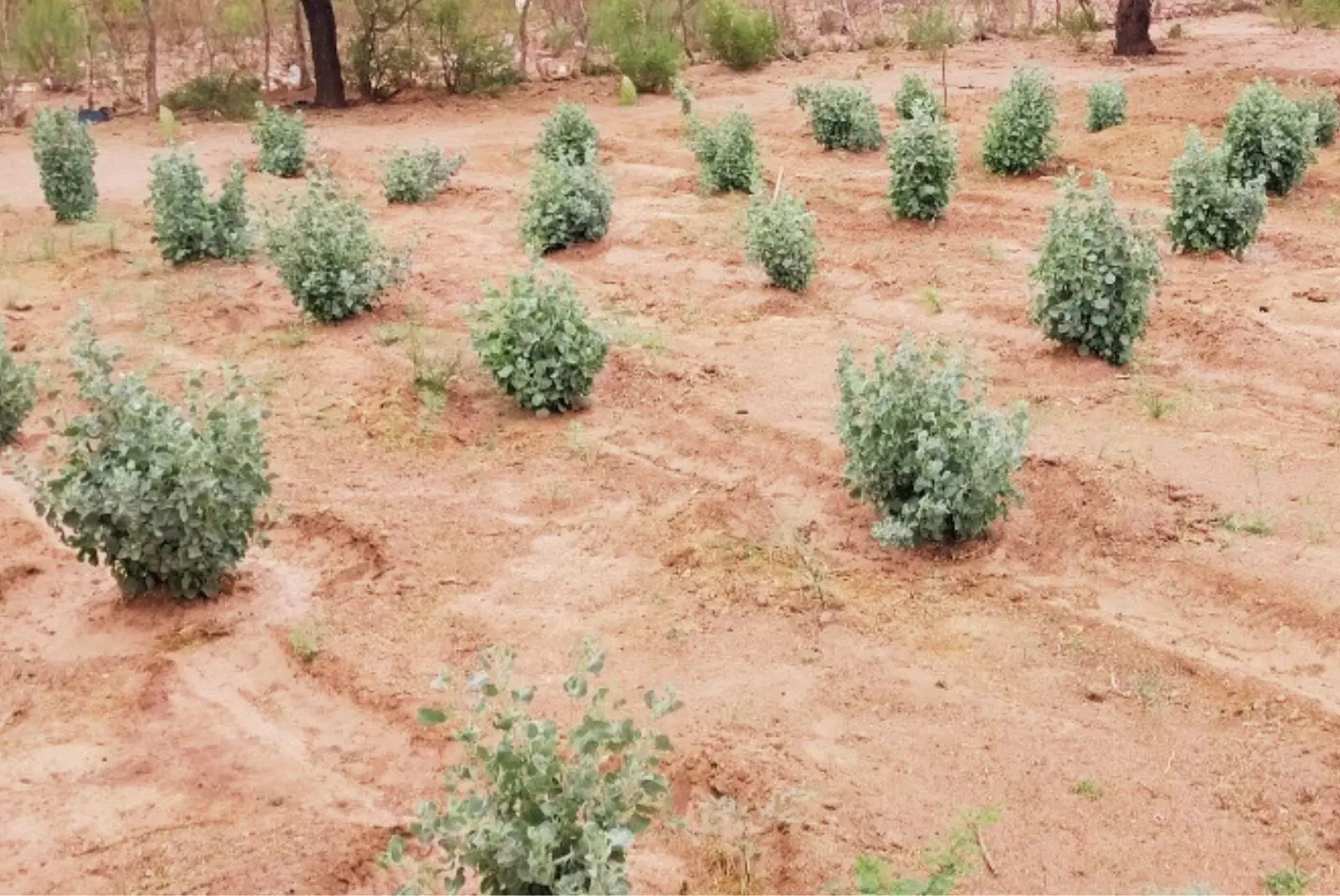 Zampa: la planta forrajera que ayuda a suplementar pequeños rumiantes