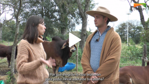 «La raza Brahman es el mejor cebú que hay para producir carne»