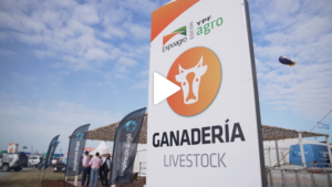 La ganadería, con un rol preponderante en Expoagro 2025