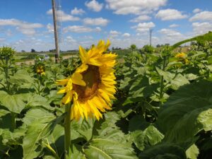 Análisis. Girasol: ¿Cuáles son los costos ante un contexto de precios en baja?