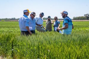 Perspectivas positivas de trigo en la Argentina y cautela en productores locales