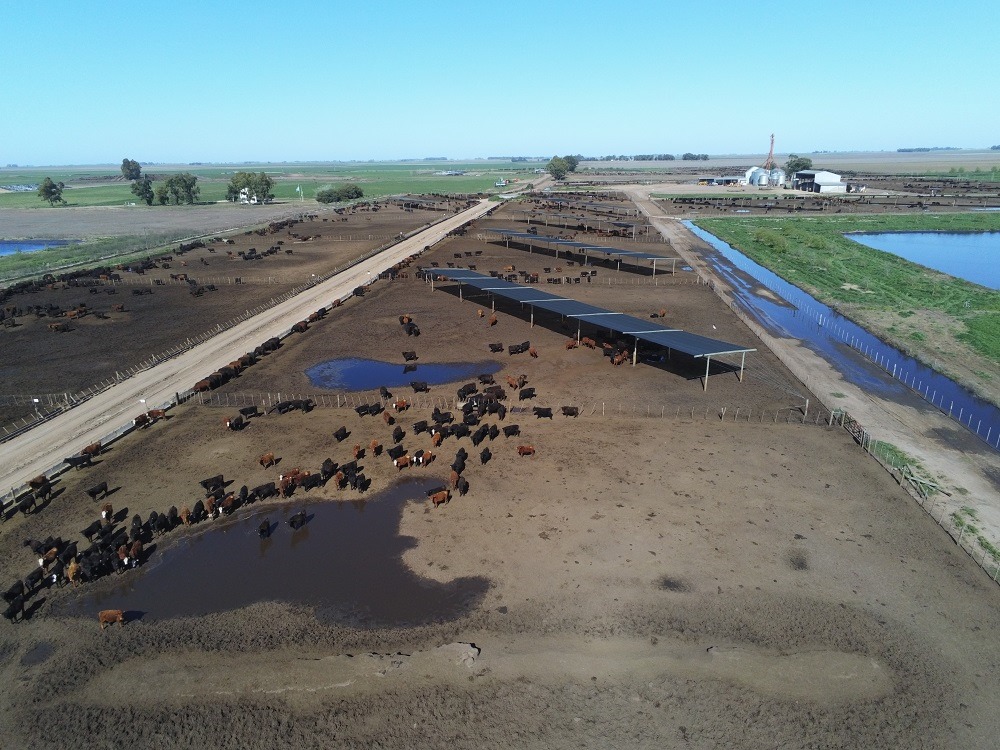 Feedlots y sostenibilidad: buenas prácticas para un manejo responsable