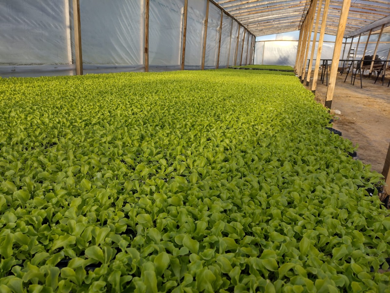 Pensando en verde se consolida en Junín la producción hortícola