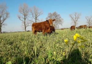 Promueven la agricultura regenerativa circular como otra forma de ver los sistemas agropecuarios