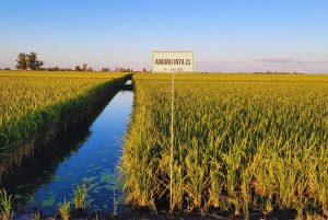 El arroz argentino es reconocido en el mundo por su calidad industrial y culinaria