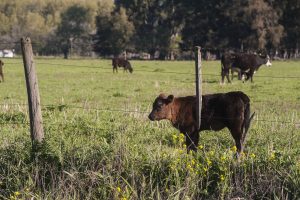 En los últimos 12 meses subió un 8% el precio internacional de la carne