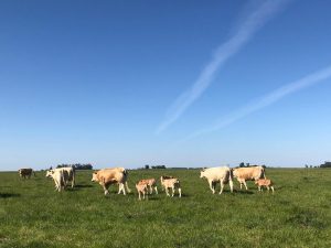 Blonde D’ Aquitaine, esa rubia tentación que llegó de Francia en la década del 70’