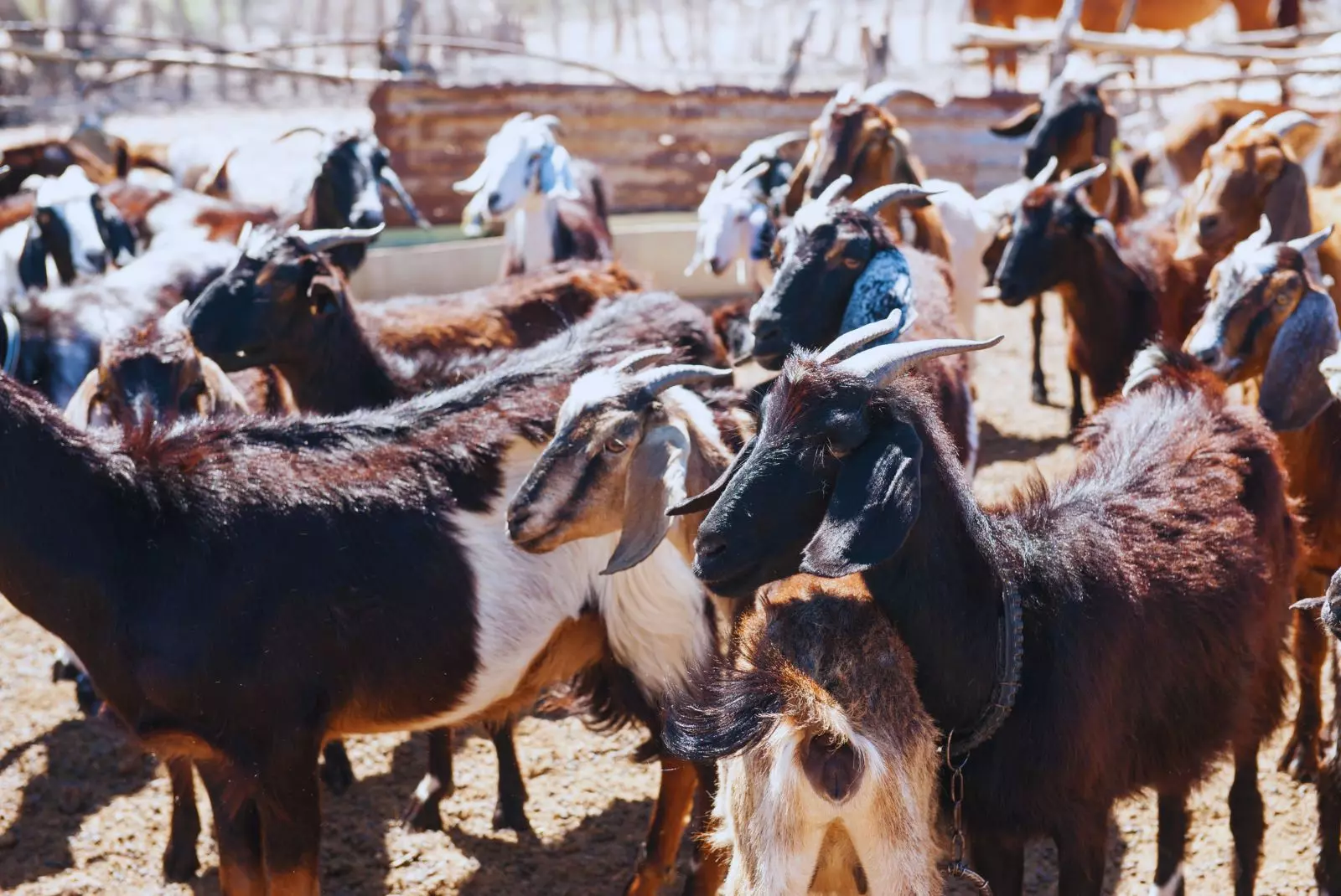 Engorde a corral caprino, alternativa productiva a pequeña escala