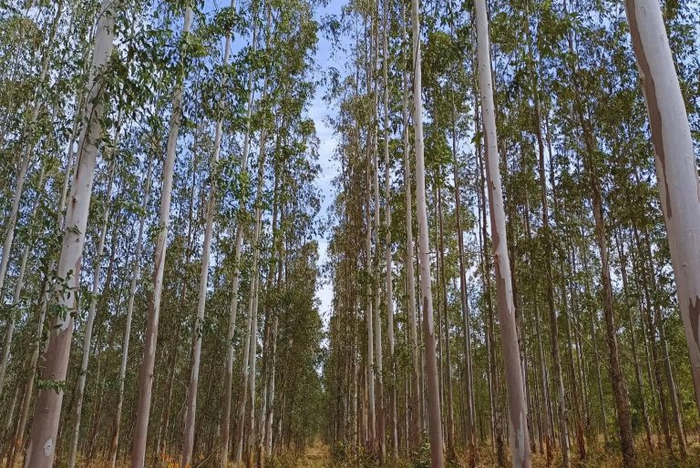 En el NOA, evalúan clones de eucalipto para la producción de madera