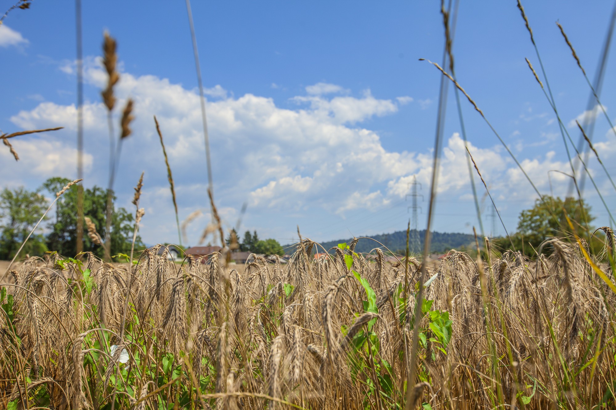 El verano llegará con temperaturas extremas para el área agrícola