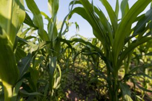 La siembra de maíz alcanzó un récord, pero una plaga limitó la cosecha