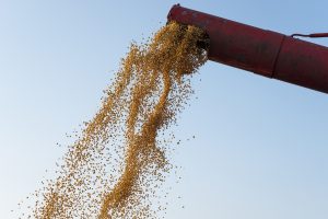 Soja: vuelve a aumentar la superficie cultivada tras 9 años en caída