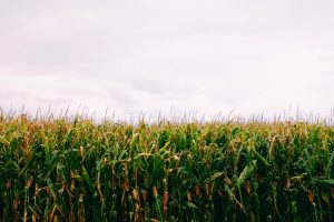 “La Niña”: buenas noticias para la primavera 2024 y malas para el verano 2025